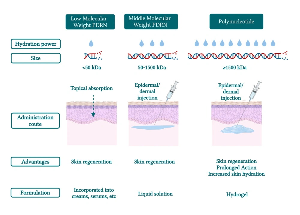 Comparison of low and middle molecular weight PDRN creams with polynucleotide skin boosters by size, hydration, administration, advantages, and formulation.