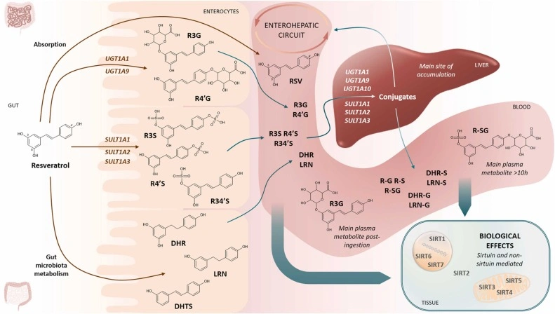 Diagram illustrating resveratrol absorption, gut metabolism, enterohepatic circuit, liver conjugation, blood metabolites, and sirtuin-mediated biological effects.