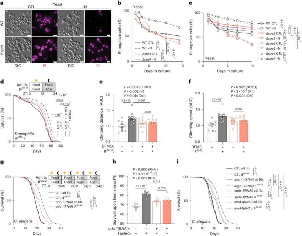 Spermidine deficiency reduces cell viability climbing ability and survival in yeast flies and C. elegans under fasting conditions diagram